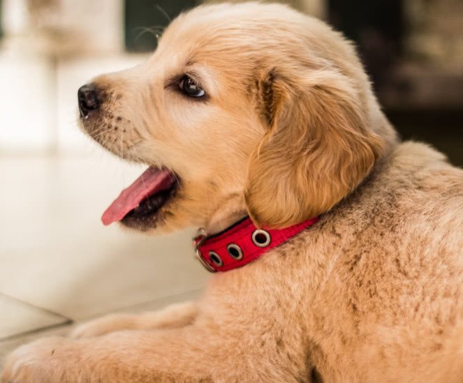 如何教导狗狗在室内排便,如何引导狗狗不在家里尿尿