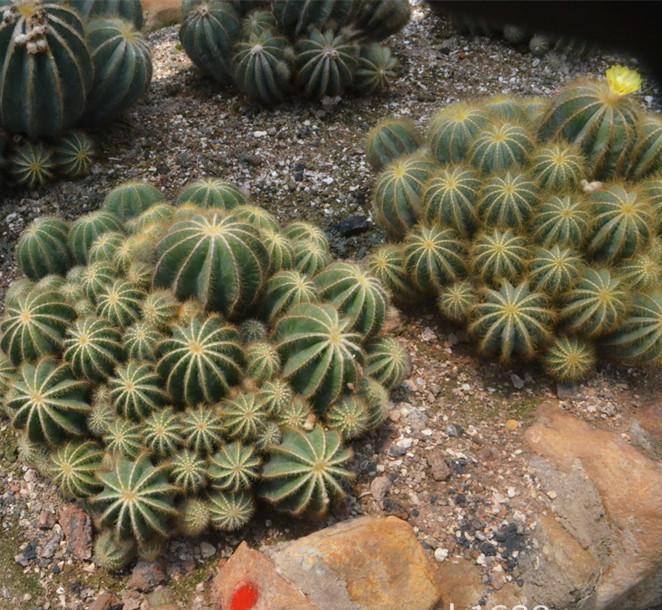 仙人掌100种图片大全,仙人掌开花的美图