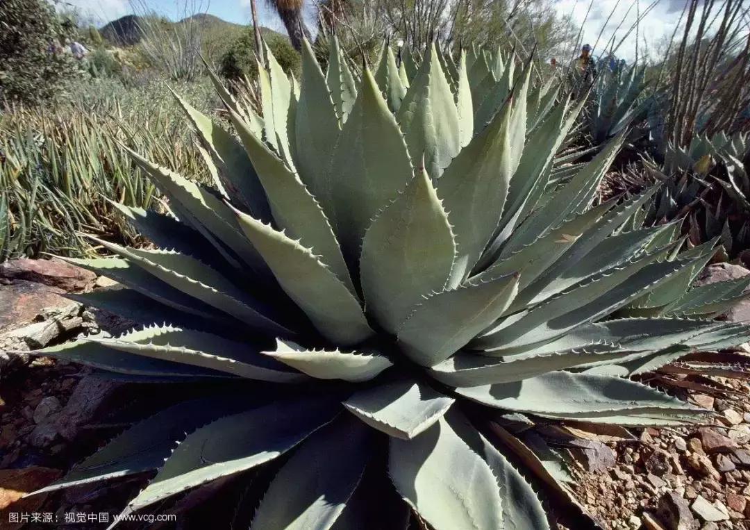 去甲醛最好植物是什么,去甲醛的最好的植物