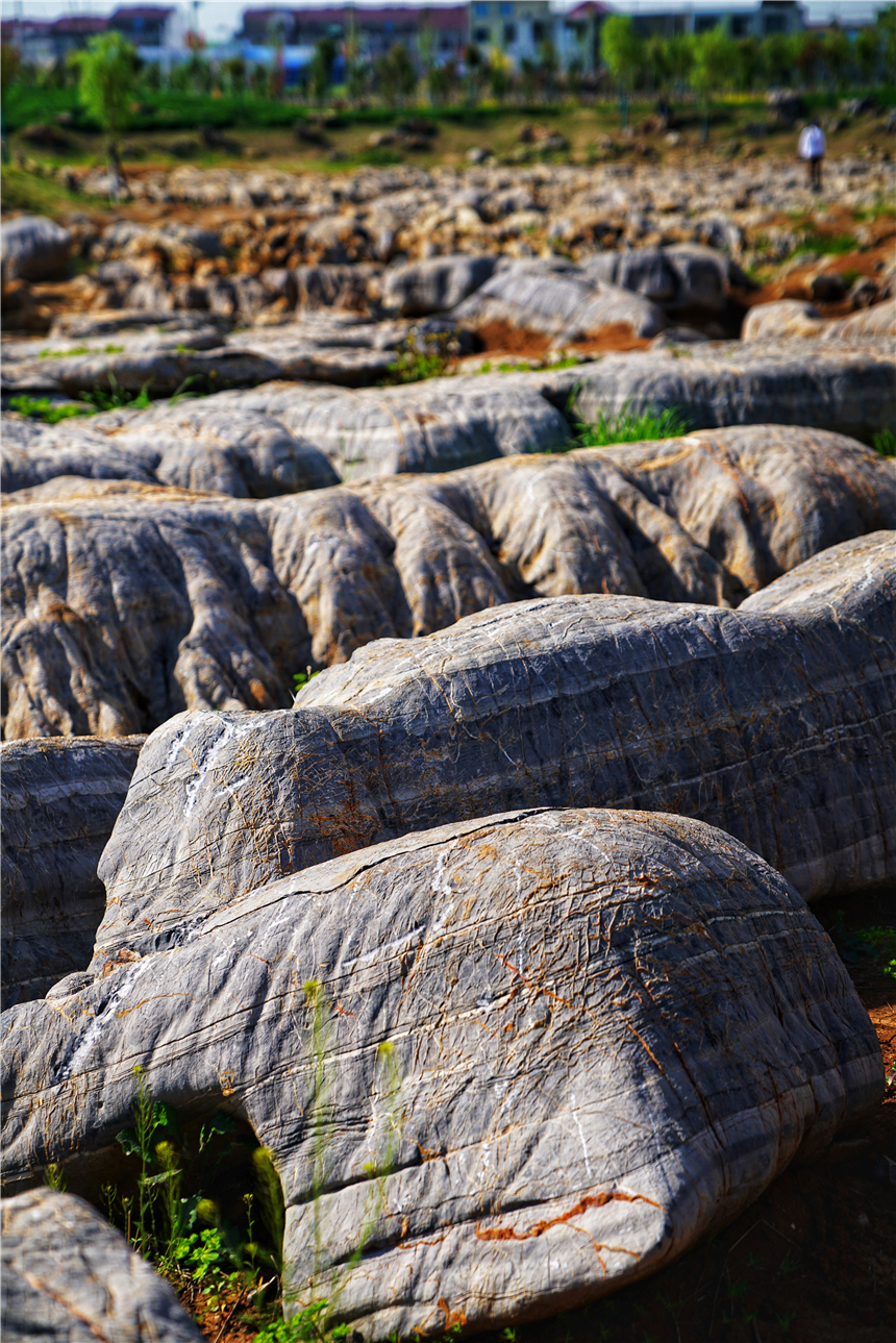 我和宿州有个约会，一场花事，一次慢旅行，探寻最烟火的宿州味道
