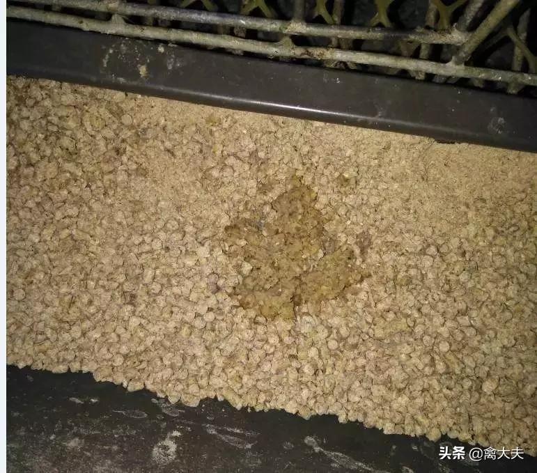 鸡吐水的原因和治疗方法,鸡吐口水是什么病的前兆