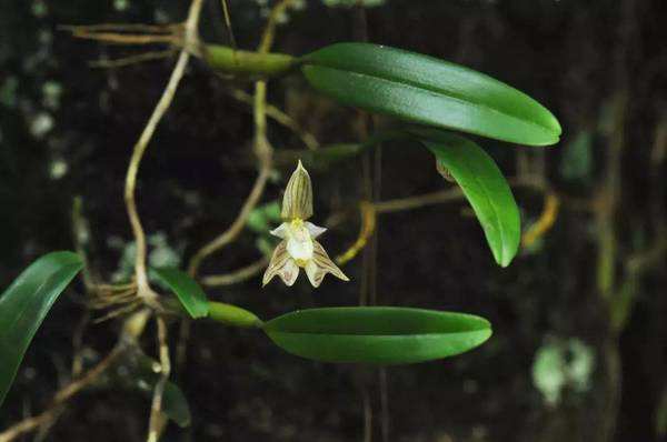 哪种兰花长在石头里好养,石头缝里开出的兰花什么意思
