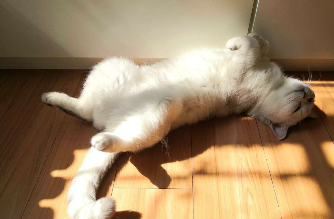 猫咪不同的睡姿,表达的情绪可不一样,快看看你家猫咪属于哪种？