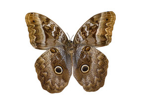 世界上的各种蝴蝶,为什么世界上有五彩斑斓的蝴蝶