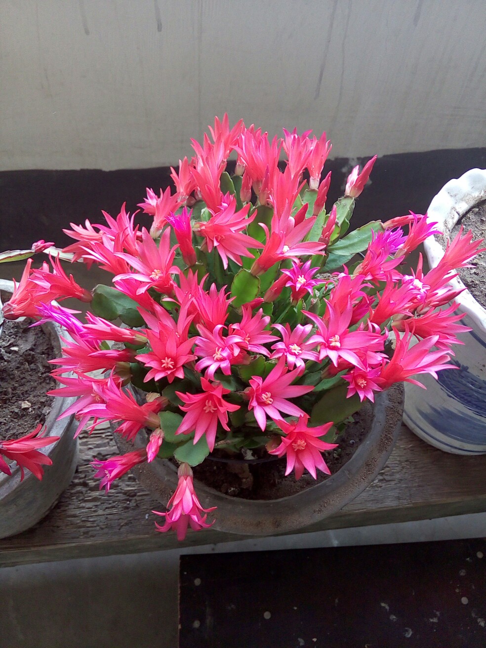 蟹爪兰如何养根才能不烂,蟹爪兰夏季烂根怎么救活