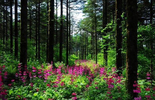 旅博会旅游攻略,带你看旅博会