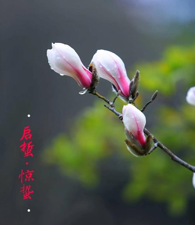 原来，日本的传染病学家们都不是傻瓜