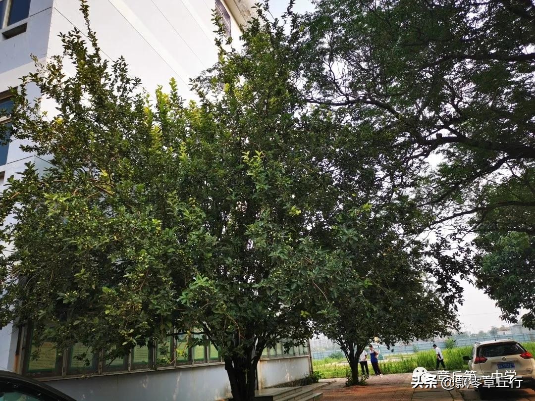 章丘古老的中学在哪里,章丘第一中学搬迁吗