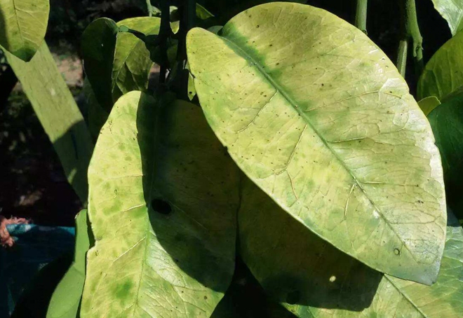 作物缺氮磷钾等9种元素,果树缺铁锌镁要怎么补