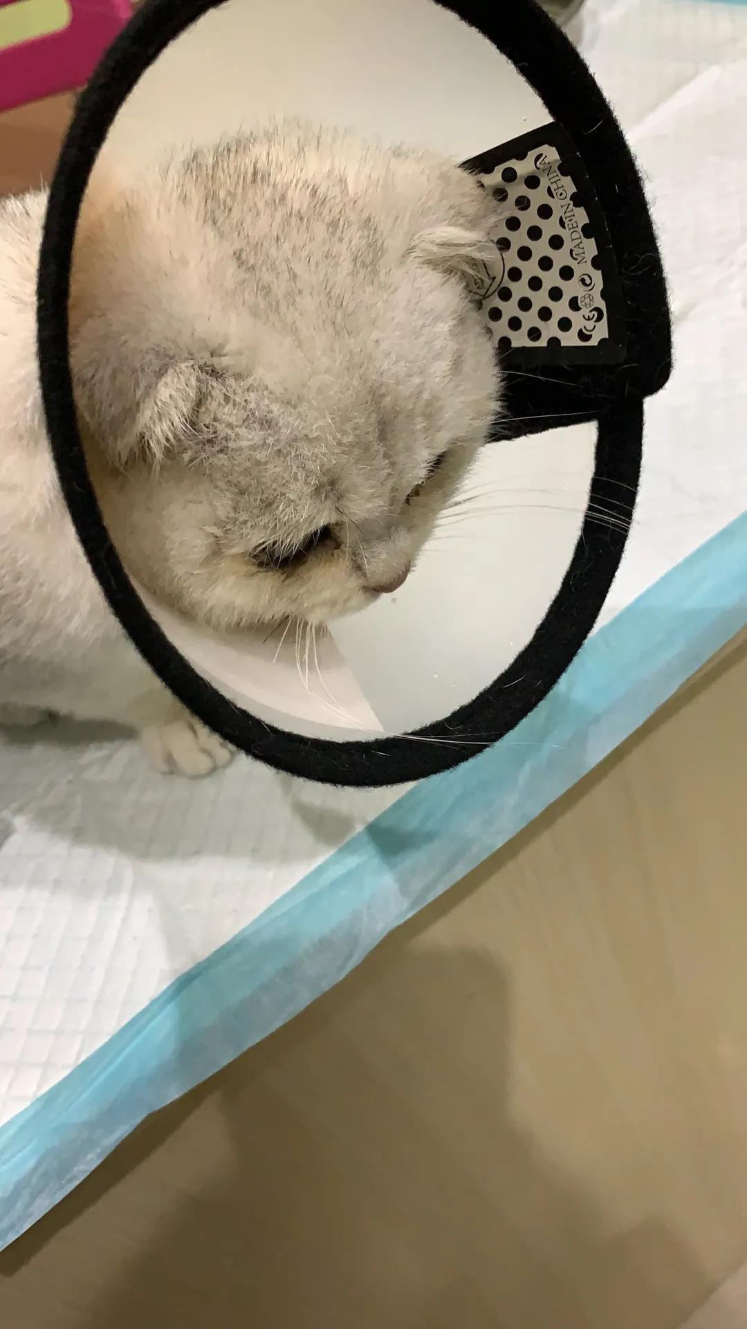 猫瘟的治疗措施,猫瘟的治疗方法有几种