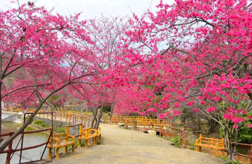 广东看樱花旅游景点推荐,广东樱花打卡景点