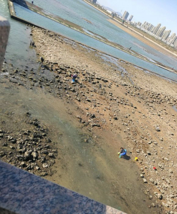 江苏一河沟里出现大量“巨型土憨巴”，其实这是一种海里的沙光鱼