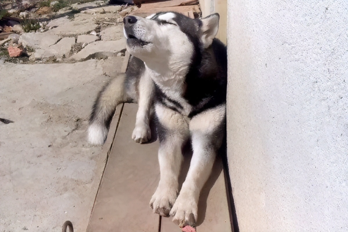 哈士奇经常呕吐怎么办,哈士奇幼犬拉稀呕吐怎么办