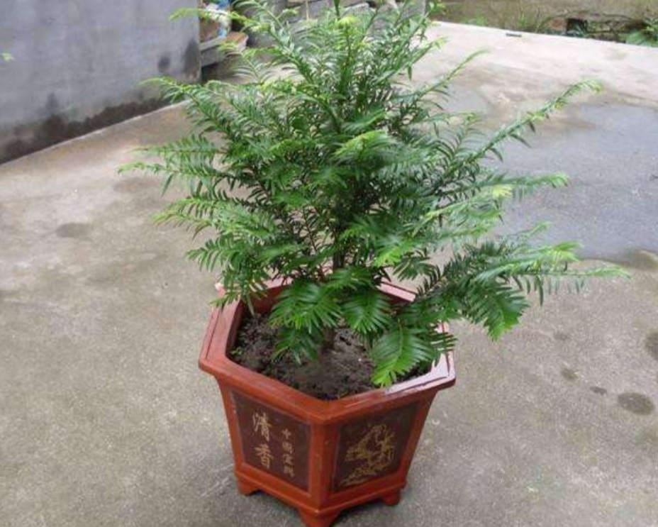 家里红豆杉一般栽几棵,红豆杉的室内种植方法