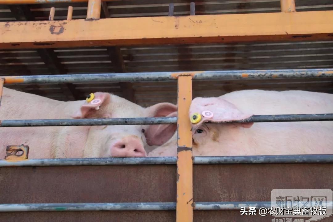 买猪肉看过来,猪场买猪全过程