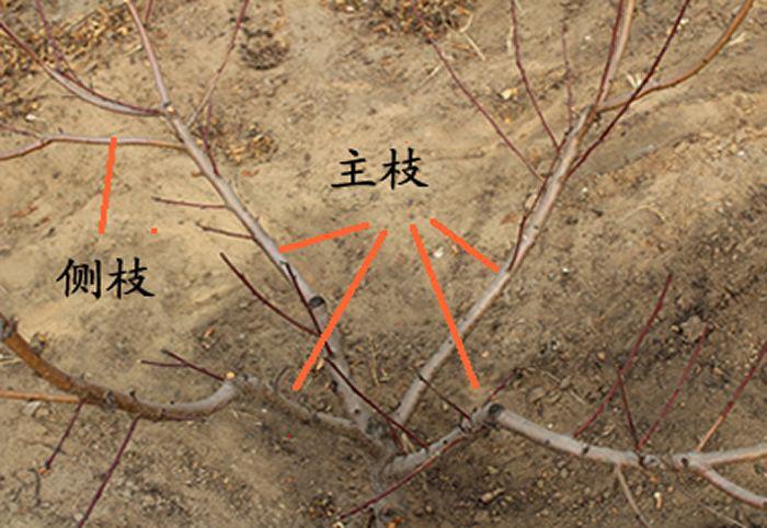 桃树如何快速整形,桃树怎么整形