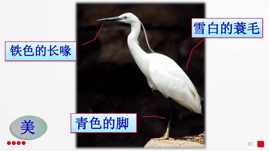 五年级部编版语文白鹭讲课视频,部编小学语文五年级上册白鹭课件