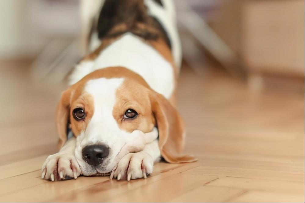 狗狗总是抖是什么意思,狗狗不停打喷嚏是什么原因