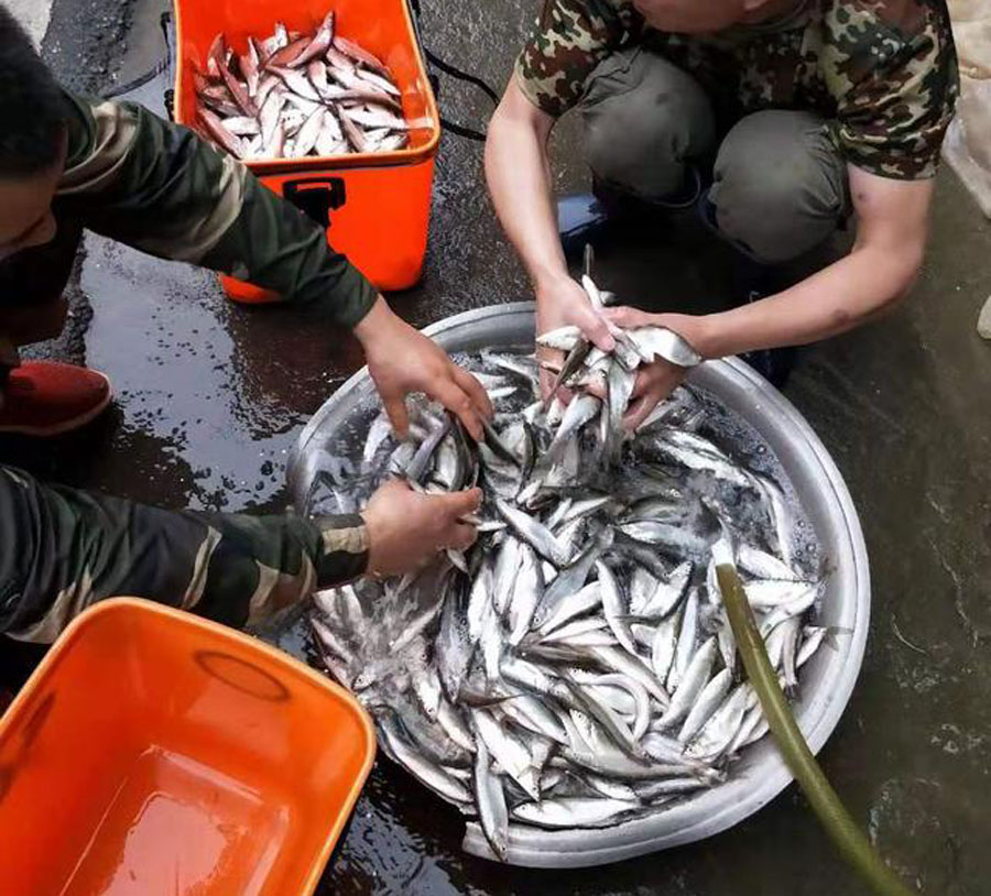 钓白条怎么防止鱼吞钩,白条闹窝对付办法