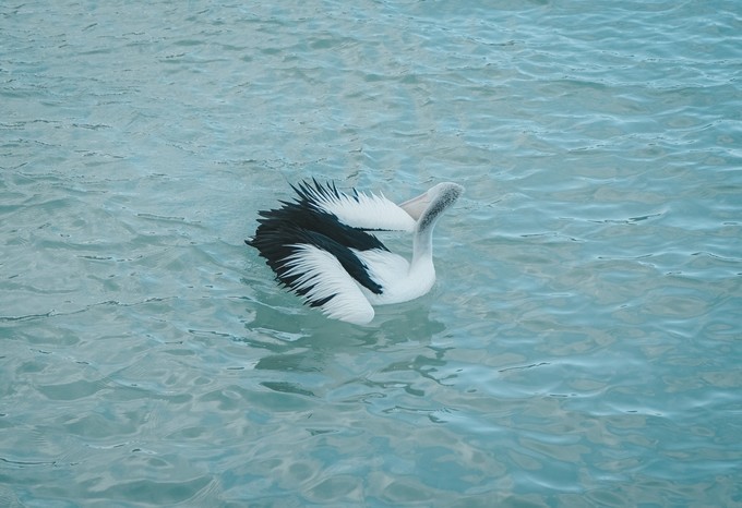 澳洲观鲸攻略,澳洲观鲸之旅