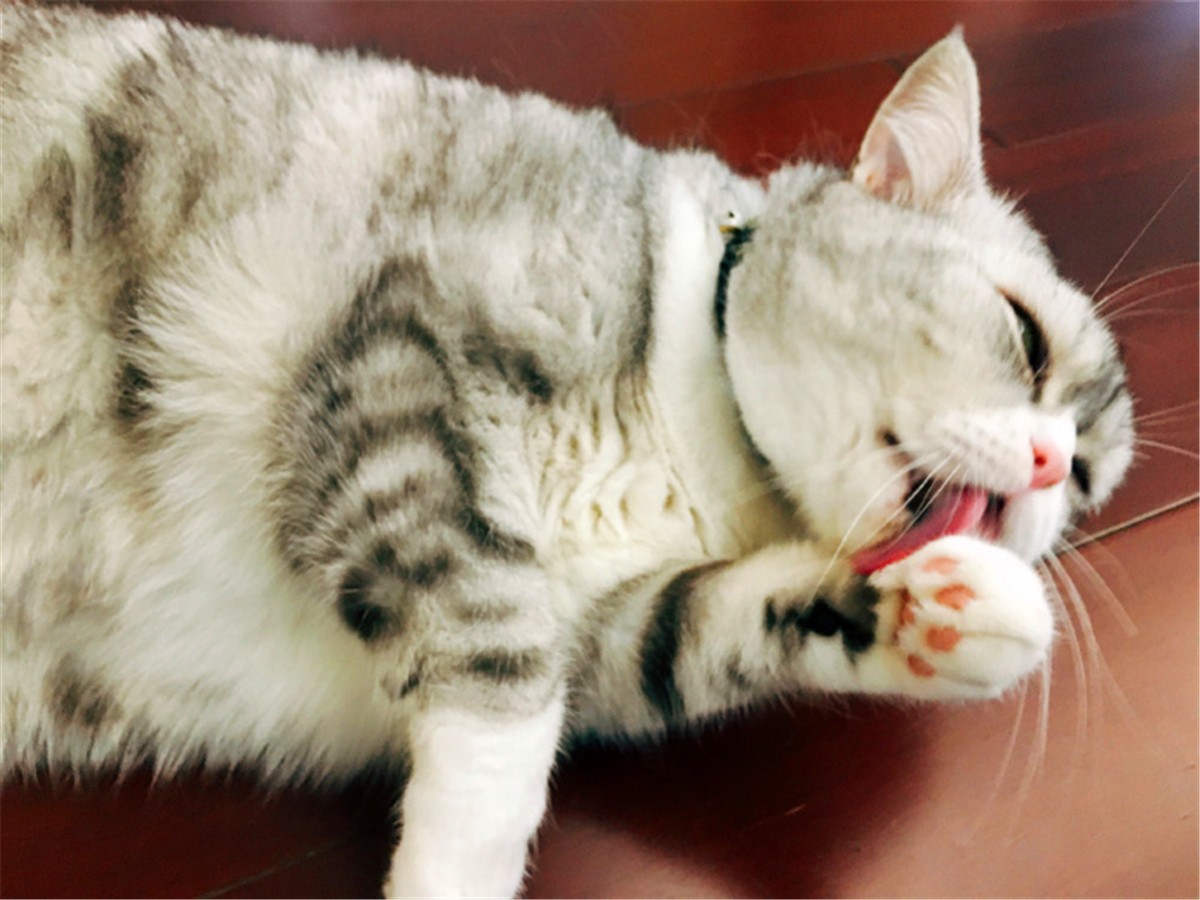 猫咪喂内驱药有什么危害吗,养猫知识猫咪驱虫注意事项