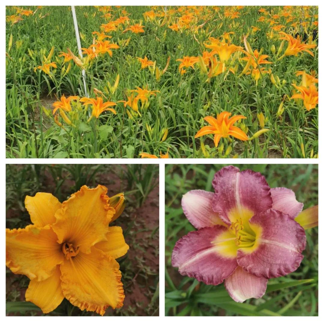 鑻椾粨浼氬憳,鑻椾粨浼氬憳鏈嶅姟