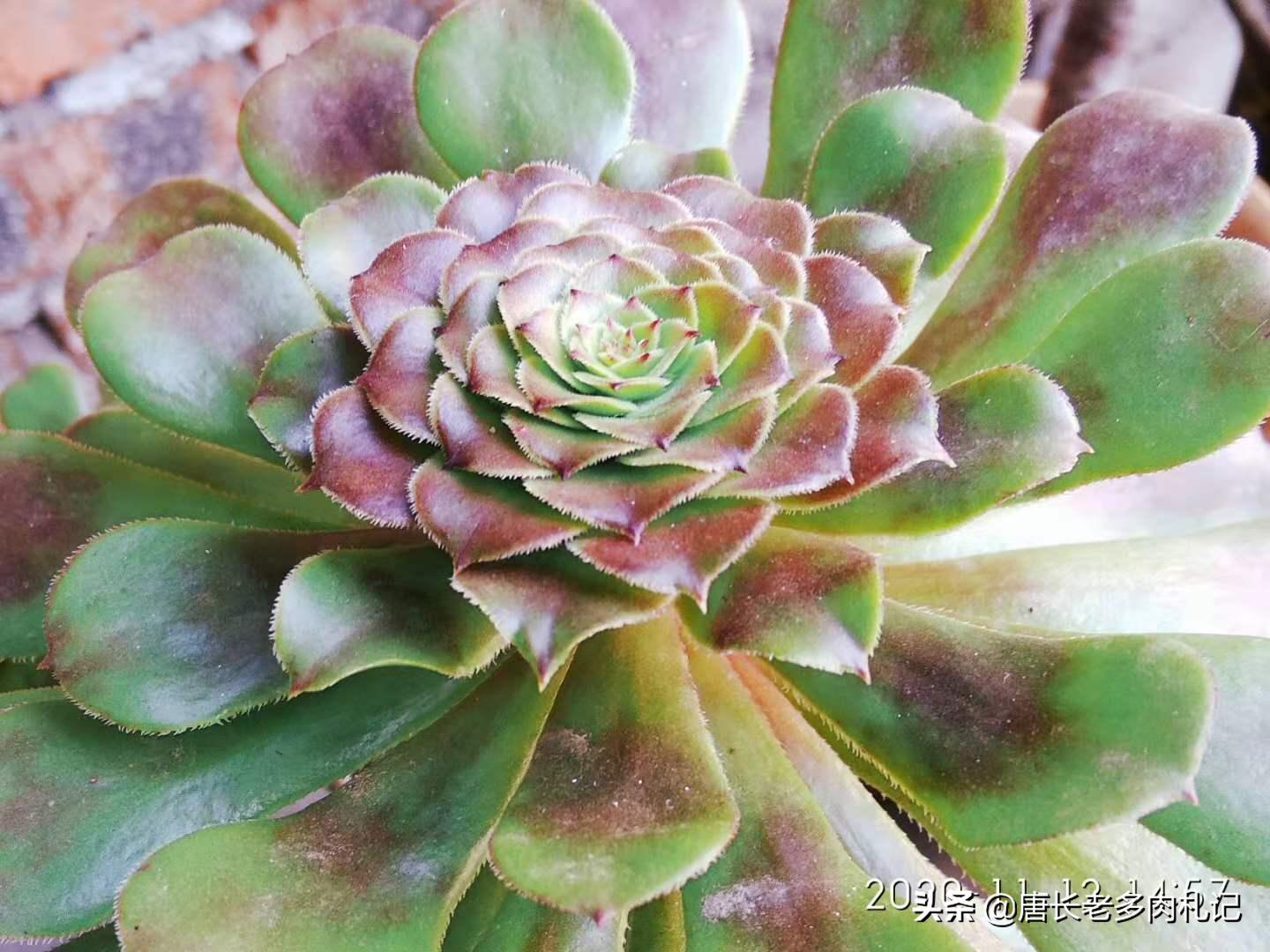 多肉法师开完花会死吗,多肉法师顶端花剑可以整个剪掉吗