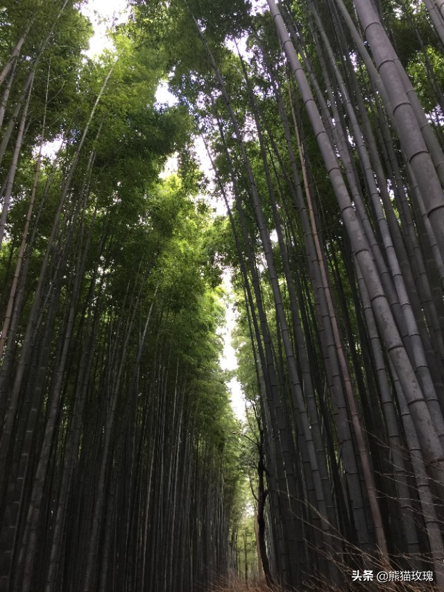 几月去日本看枫叶好,什么时候去日本看枫叶最好