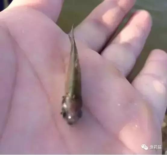 淡水白鳗病怎么治,鱼苗白嘴病的治疗