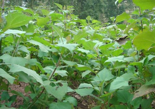 雪莲果种植技术及视频,雪莲果种植技术和种植条件
