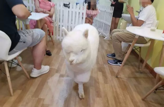 猫咖养小浣熊,小浣熊异宠