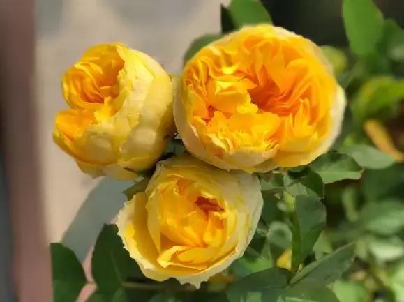 五月份被公认阳台最好养的10种花,喜阴耐旱适合室内养的50种花