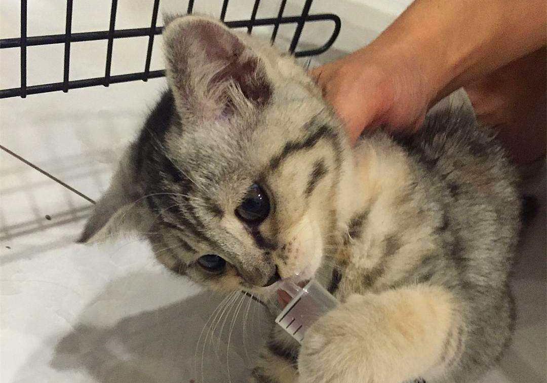 猫咪感冒打喷嚏流鼻涕是猫鼻支吗,猫咪感冒流脓鼻涕是什么情况