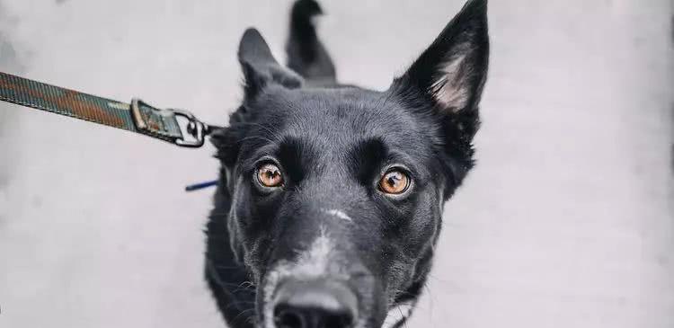 狗狗治疗泪痕有效,有泪痕的狗狗怎么才能去掉泪痕