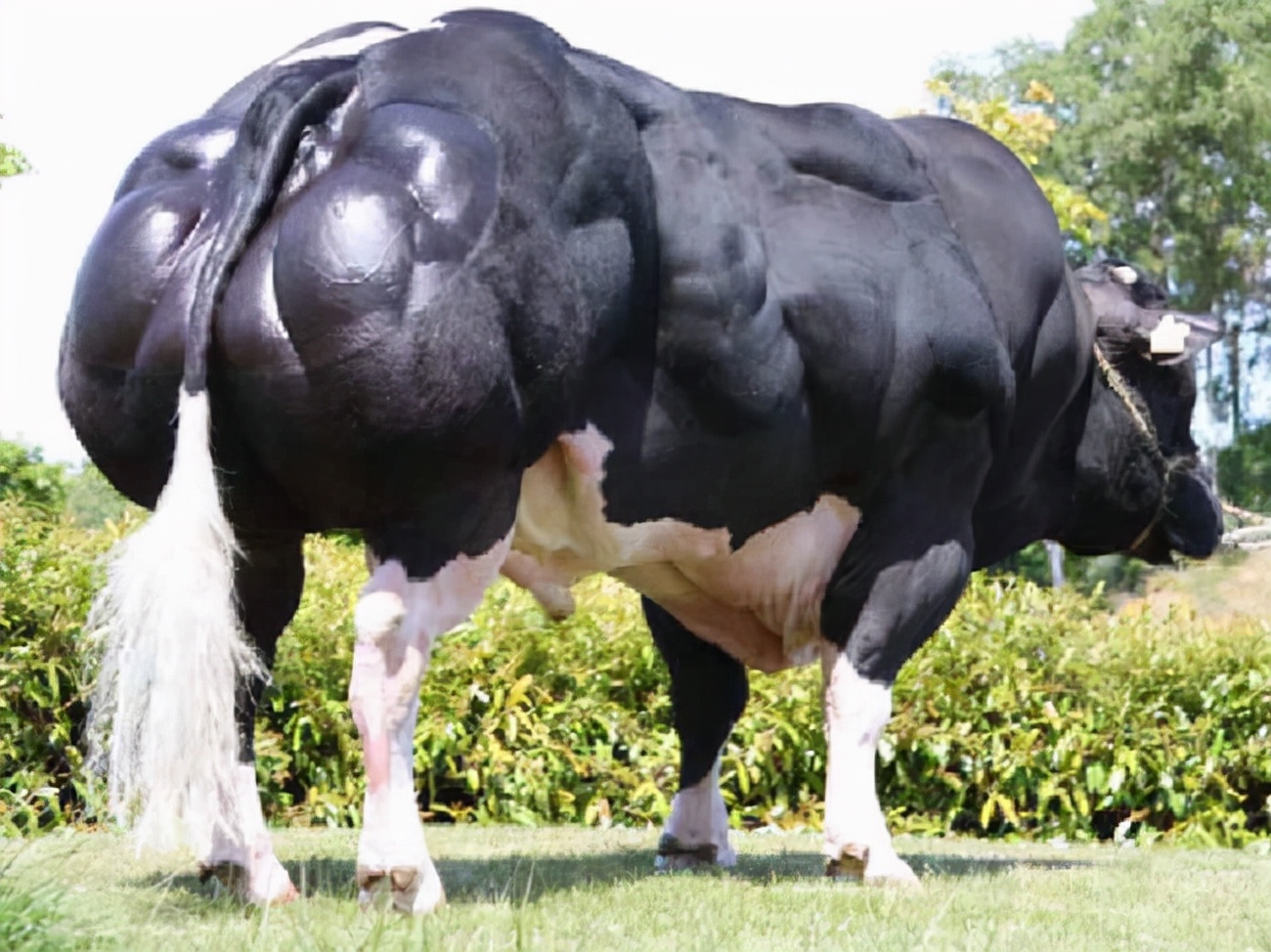 “牛魔王”丹尼尔*疆新**繁育体长5米重3吨的牛，一天长肉3斤，啥样