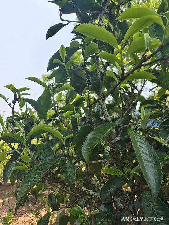 新班章老生茶,普洱茶班章与老班章区别