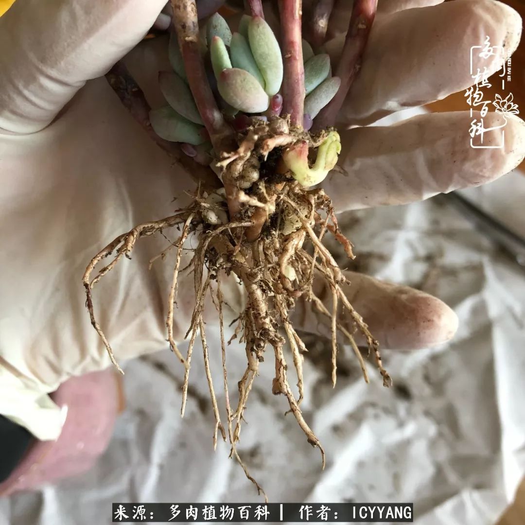 室内阳台多肉的养护方法,景天多肉养护