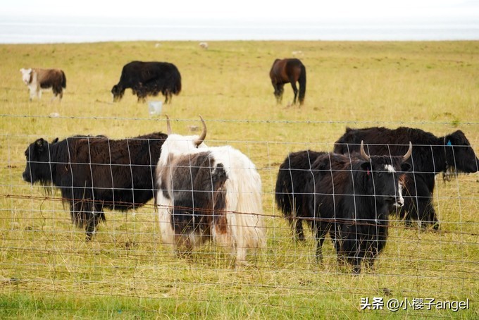 大西北环线深度旅行,大西北千沟万壑