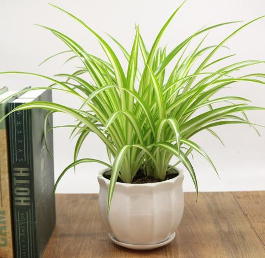 家养吊兰小妙招,怎么控制家养的吊兰疯长