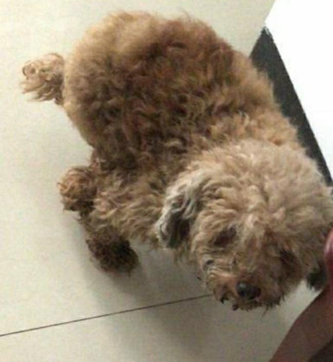 狗狗难产女主人帮忙,狗狗难产宠物医生帮忙接生全过程