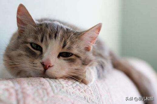 猫咪有绦虫吃了药后怎么观察粪便,猫咪球虫弓形虫