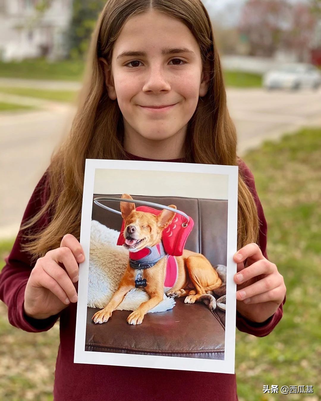 每天摸一只小狗小猫,每天摸一只小猫小狗