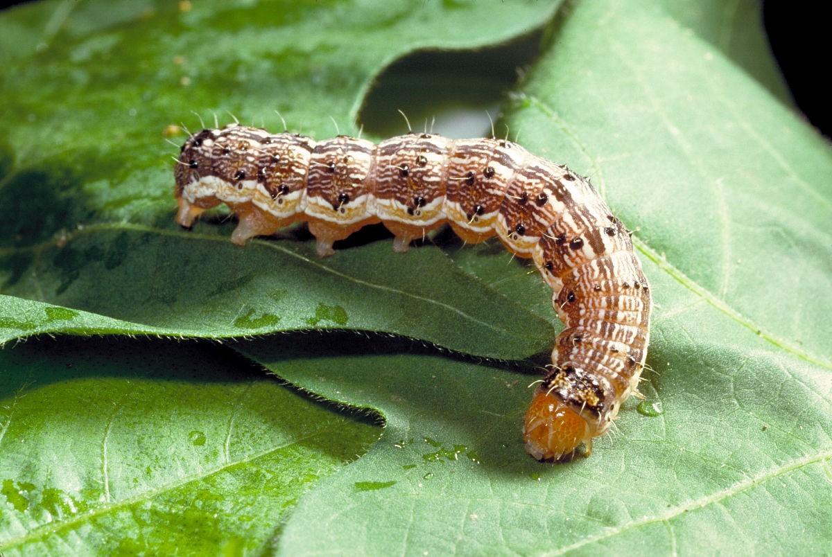 转基因棉花与一般棉花,印度转基因棉花