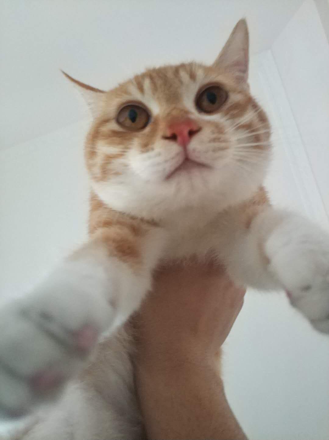 揭秘淘宝所售宠物不为人知的秘密