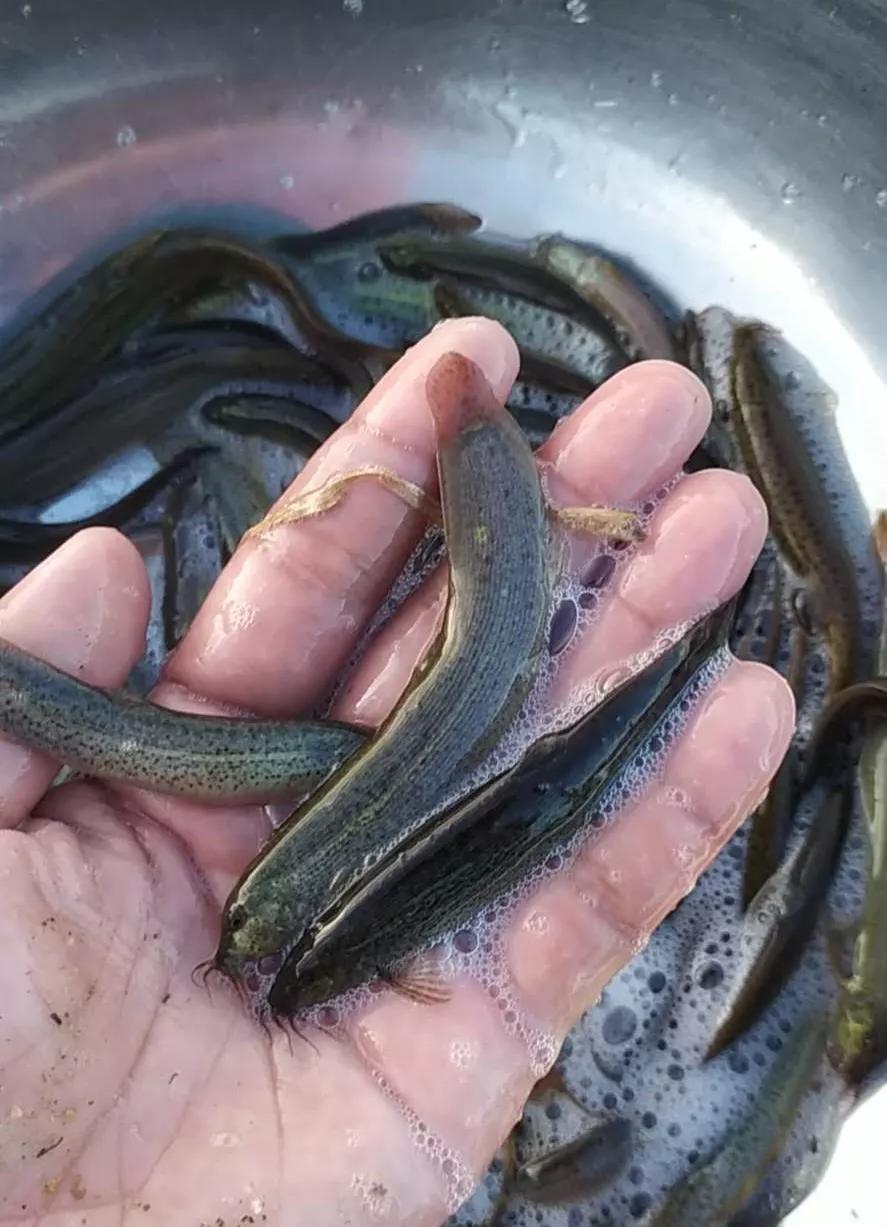 泥鳅目前市场价格多少钱一斤呢,泥鳅养殖一斤二十条