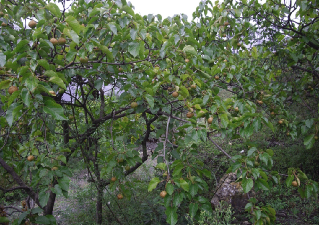 10种最毒花卉,20种大毒花