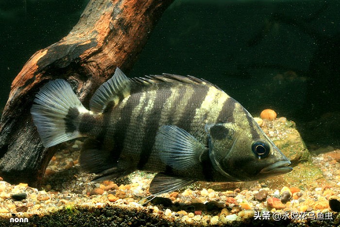 孟加拉银虎鱼和苏虎鱼有什么区别,最便宜虎鱼是哪种虎鱼