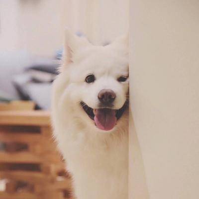 励志霸气的宠物名字 (一听就很温暖的宠物名字大全)