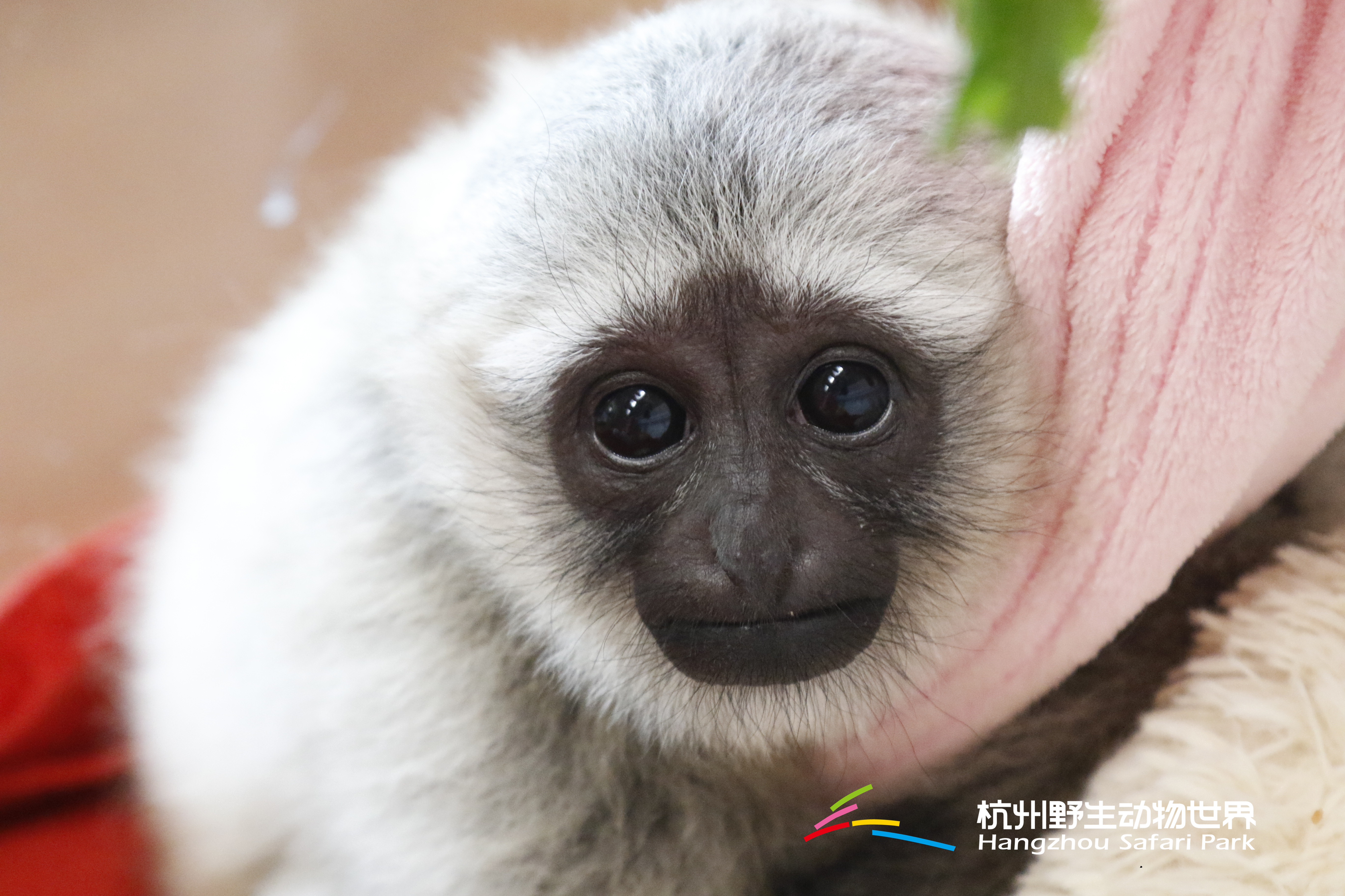 长臂猿女生,长臂猿女孩