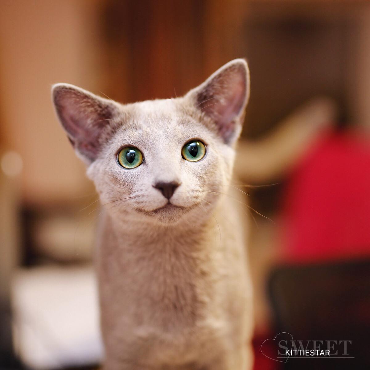 英短蓝猫和俄罗斯蓝猫的区别,英短蓝猫纯种俄罗斯蓝猫